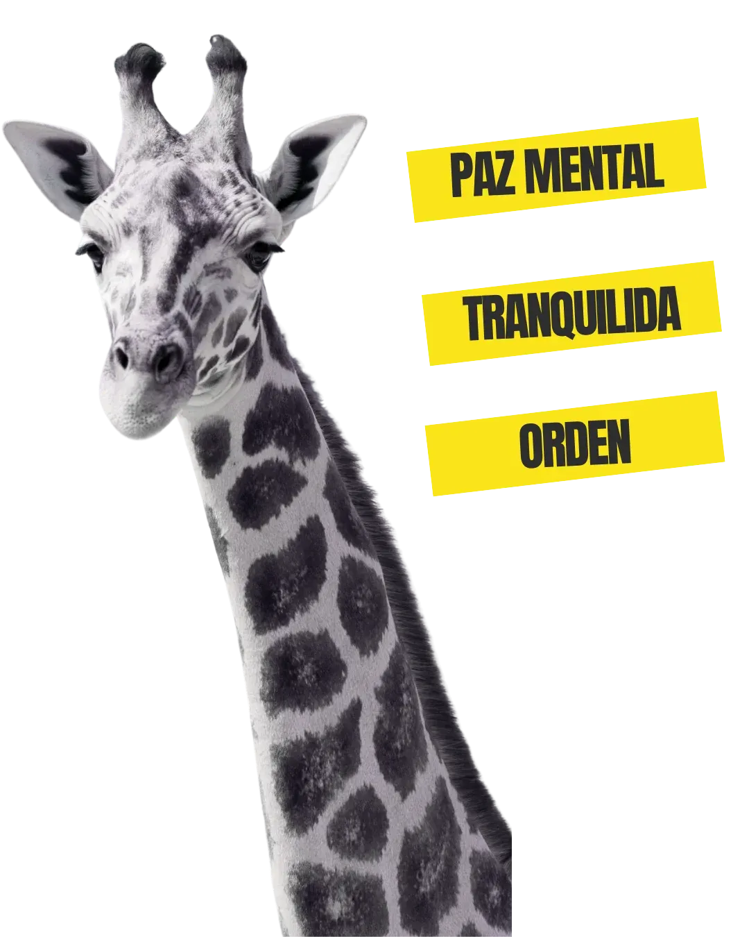 Comparativa riders propios vs integrador de logística Lymon